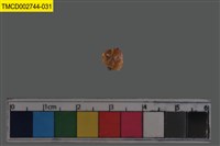 藏品(短指和尚蟹)的圖片